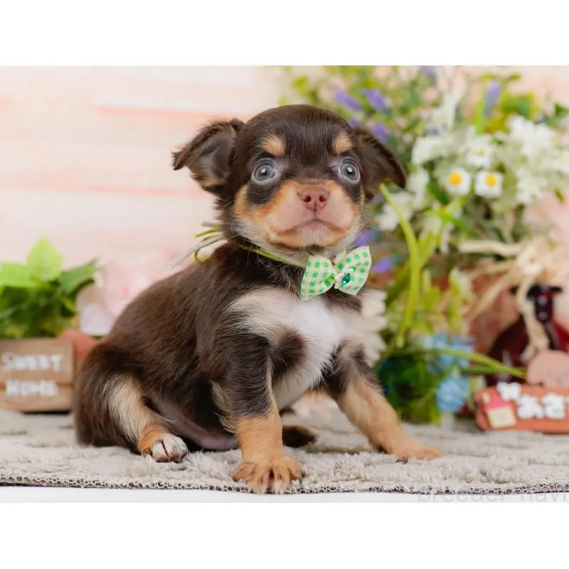 販売中の神奈川県のチワワ(ロングコート)-454372の15枚目