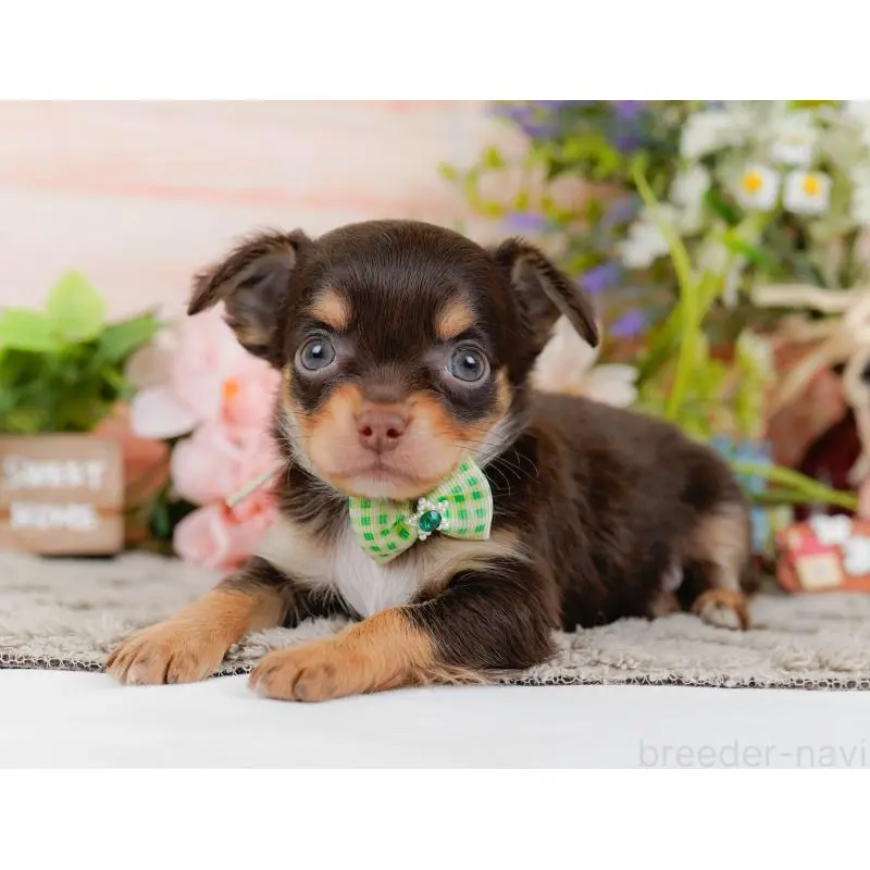 販売中の神奈川県のチワワ(ロングコート)-454372の12枚目