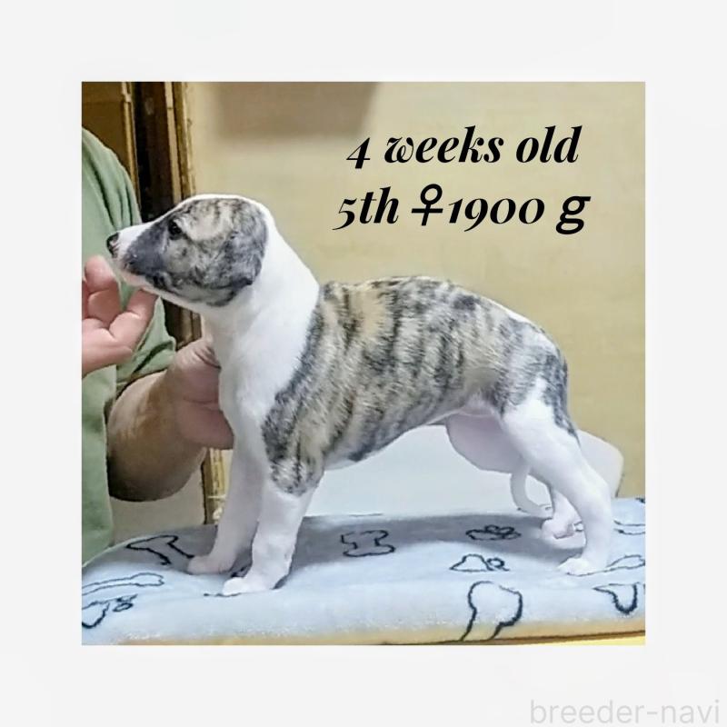 販売中の東京都のウィペット-454371の5枚目