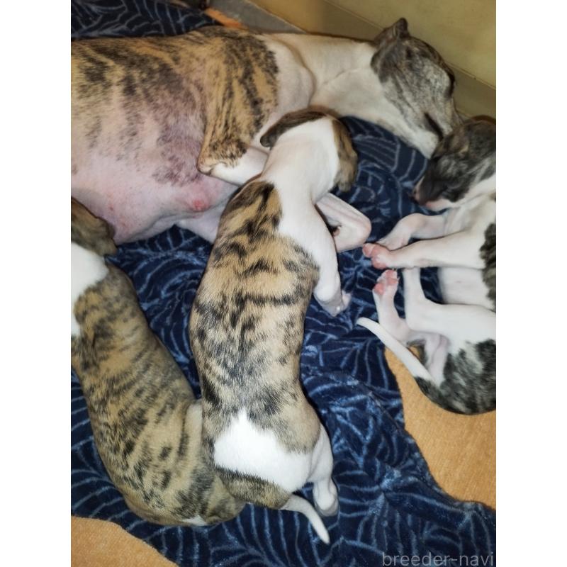 販売中の東京都のウィペット-454371の4枚目