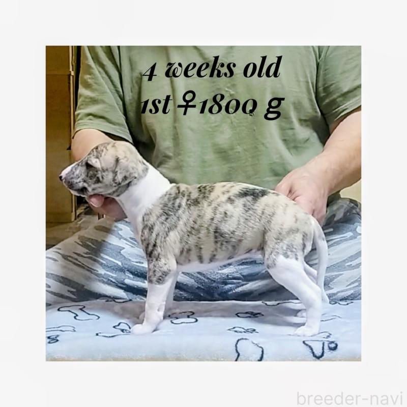 販売中の東京都のウィペット-454373の5枚目