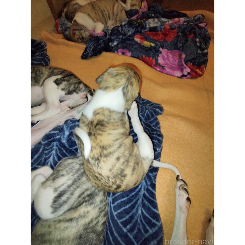 販売中の東京都のウィペット-454373の4枚目