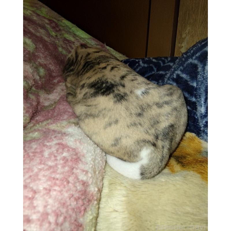 販売中の東京都のウィペット-454373の3枚目