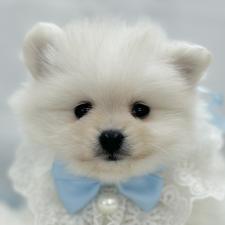♀︎ポメラニアン