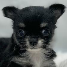 ♀︎チワワ(ロングコート)