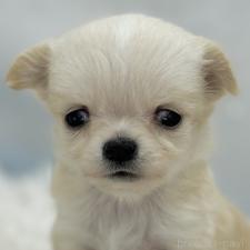 ♀︎チワワ(ロングコート)