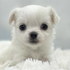 ♀︎チワワ(ロングコート)