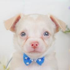 オンライン見学