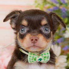 ♀︎チワワ(ロングコート)