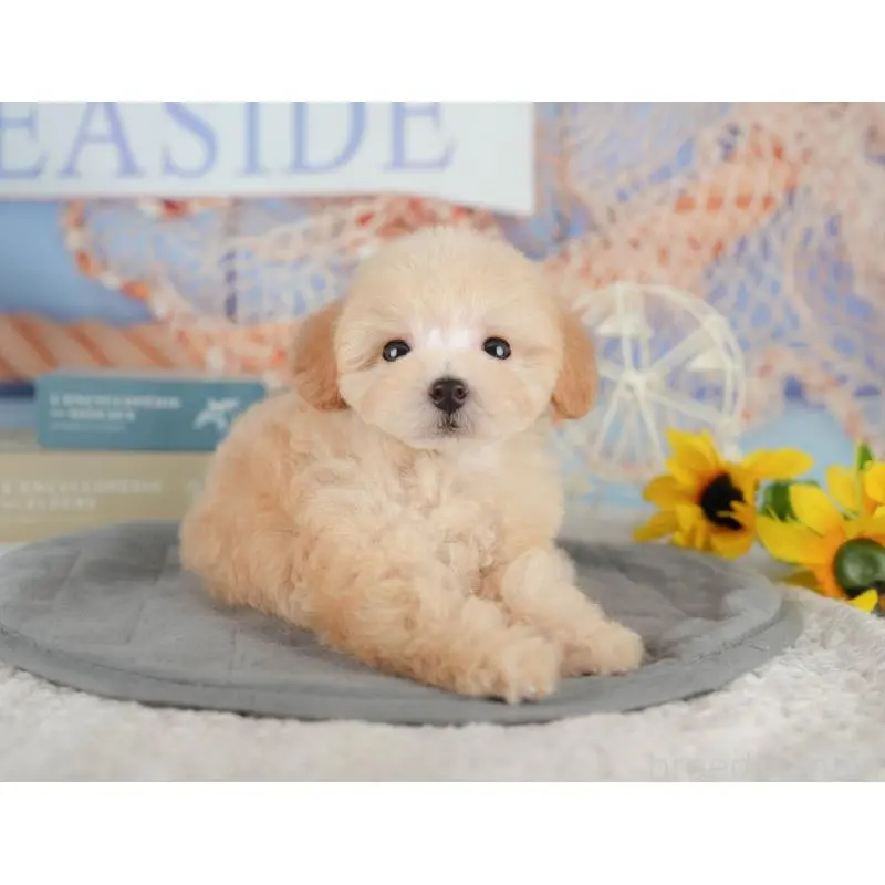 販売中の神奈川県のトイプードル-454374の15枚目