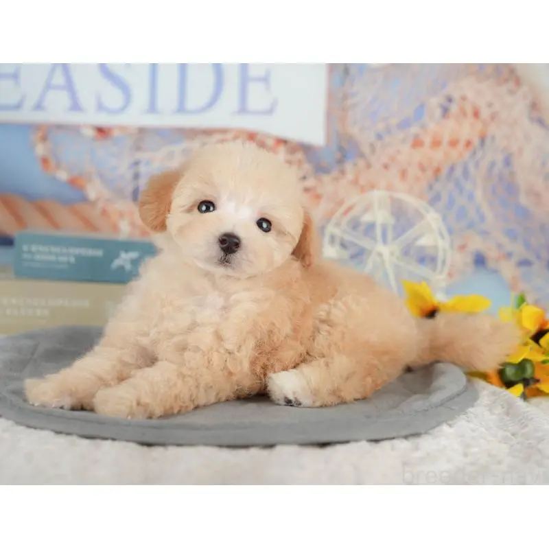 販売中の神奈川県のトイプードル-454374の14枚目