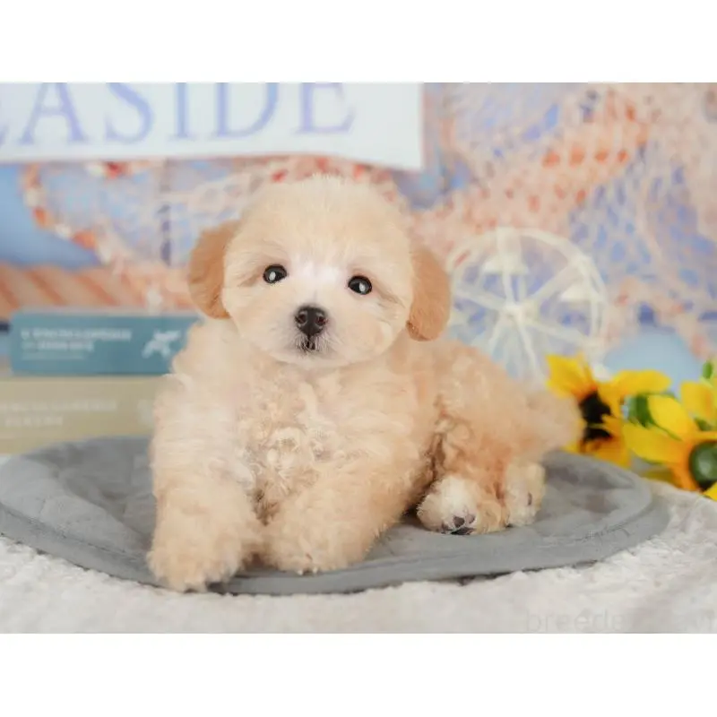 販売中の神奈川県のトイプードル-454374の13枚目