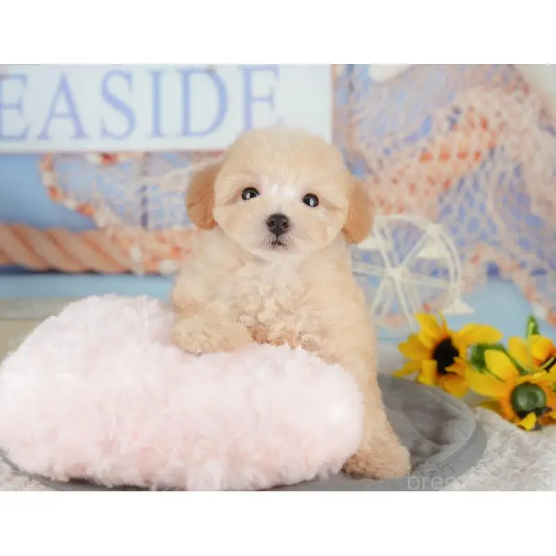 販売中の神奈川県のトイプードル-454374の12枚目