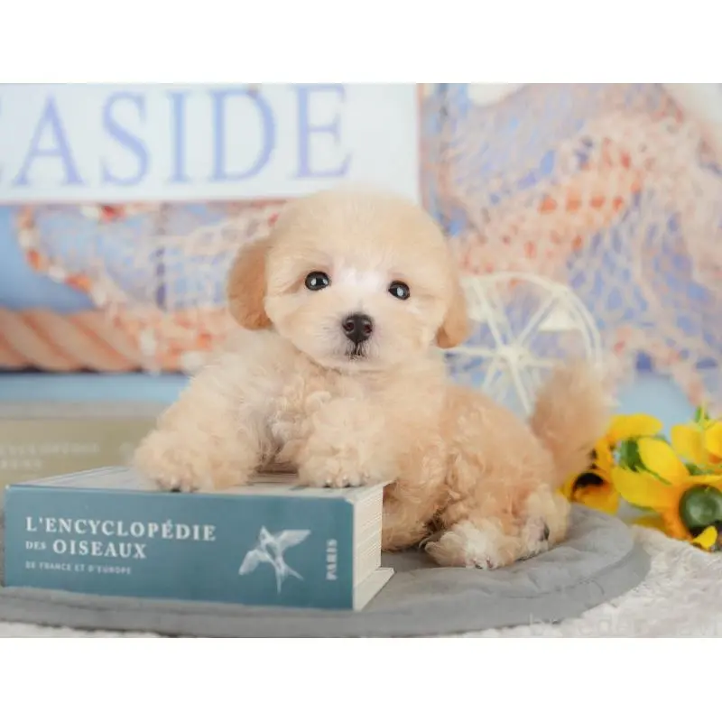 販売中の神奈川県のトイプードル-454374の11枚目