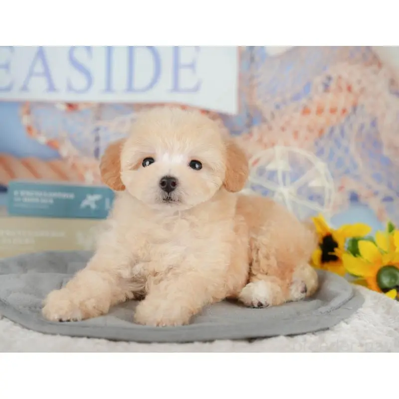 販売中の神奈川県のトイプードル-454374の10枚目