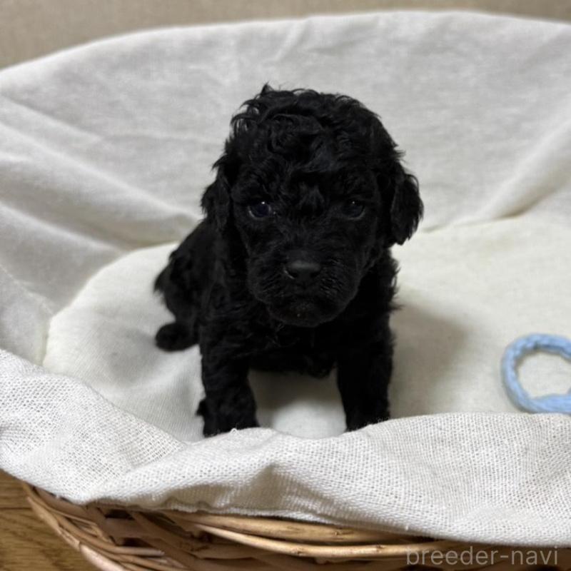 販売中の和歌山県のトイプードル-451726