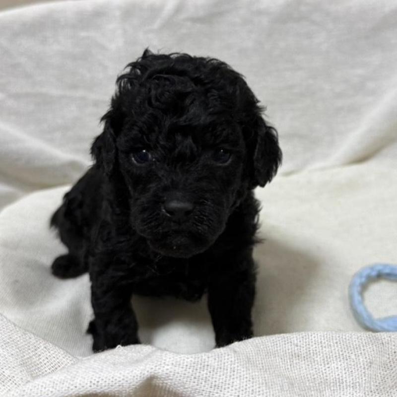 販売中の和歌山県のトイプードル-451724