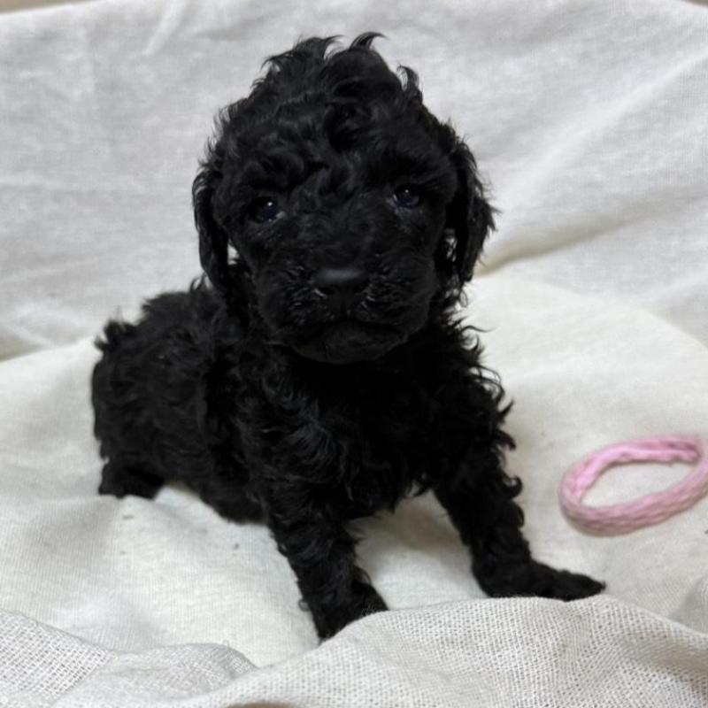 販売中の和歌山県のトイプードル-451718