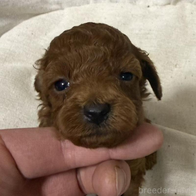 販売中の和歌山県のトイプードル-451722