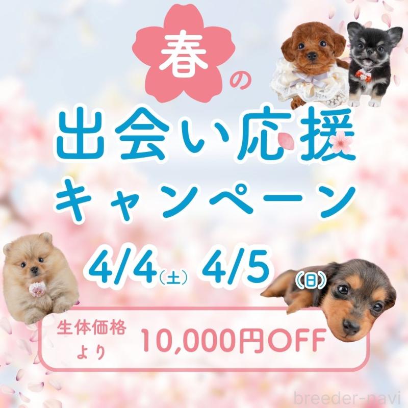 販売中の東京都のマルプー:マルチーズ×トイプードル-454117の3枚目