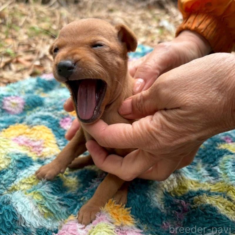 販売中の静岡県のミニチュアピンシャー(ミニピン)-454380の5枚目