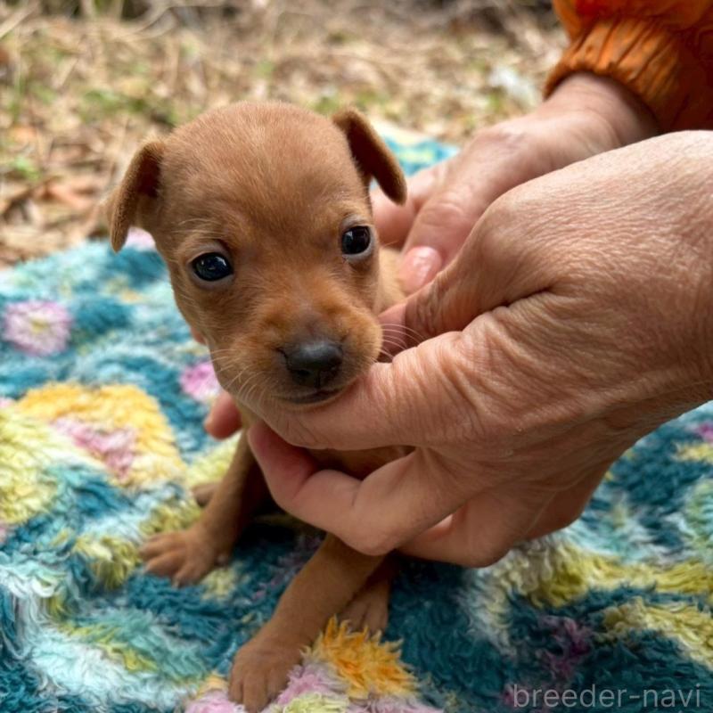 販売中の静岡県のミニチュアピンシャー(ミニピン)-454380の4枚目