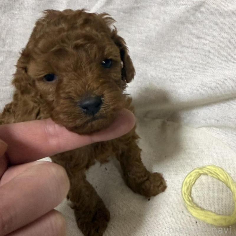 販売中の和歌山県のトイプードル-451721