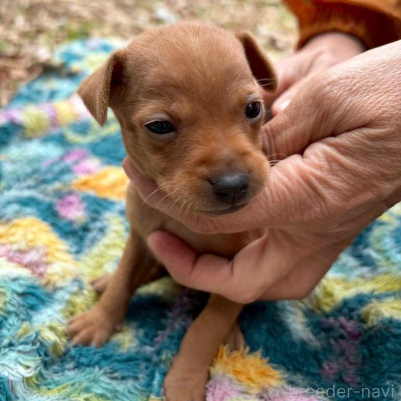 販売中の静岡県のミニチュアピンシャー(ミニピン)-454380の3枚目