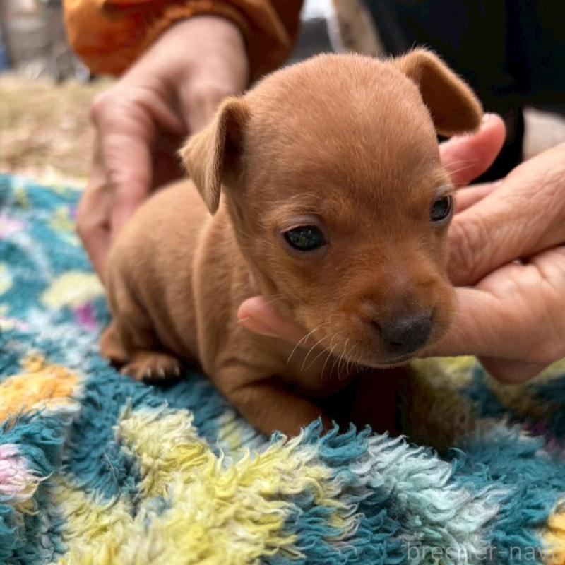 販売中の静岡県のミニチュアピンシャー(ミニピン)-454380の2枚目