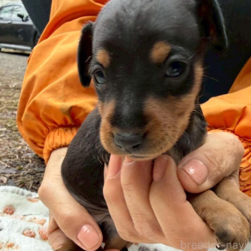 販売中の静岡県のミニチュアピンシャー(ミニピン)-454381の6枚目