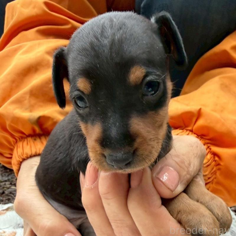 販売中の静岡県のミニチュアピンシャー(ミニピン)-454381の5枚目