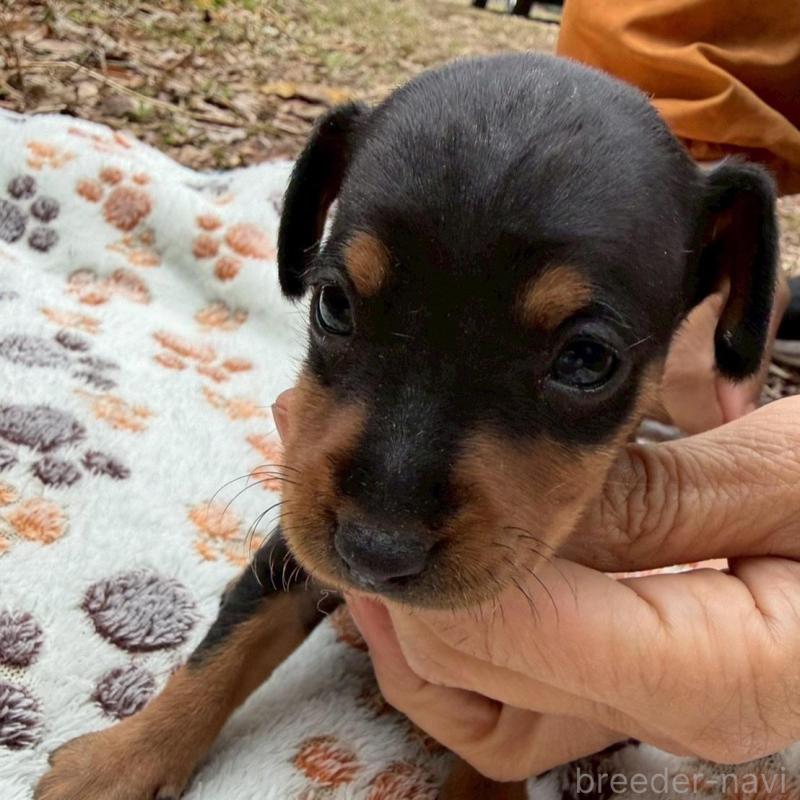 販売中の静岡県のミニチュアピンシャー(ミニピン)-454381の4枚目