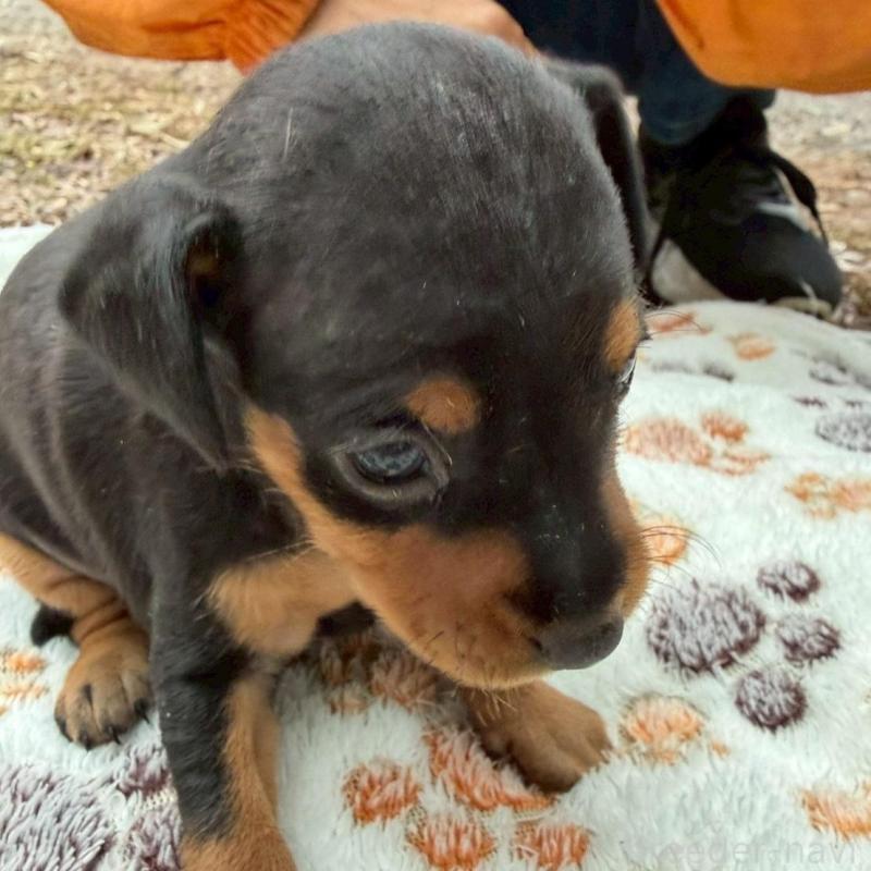 販売中の静岡県のミニチュアピンシャー(ミニピン)-454381の3枚目