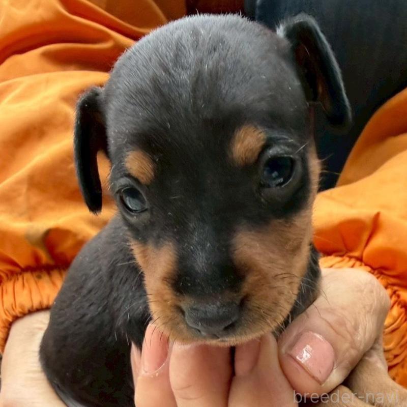 販売中の静岡県のミニチュアピンシャー(ミニピン)-454381の2枚目