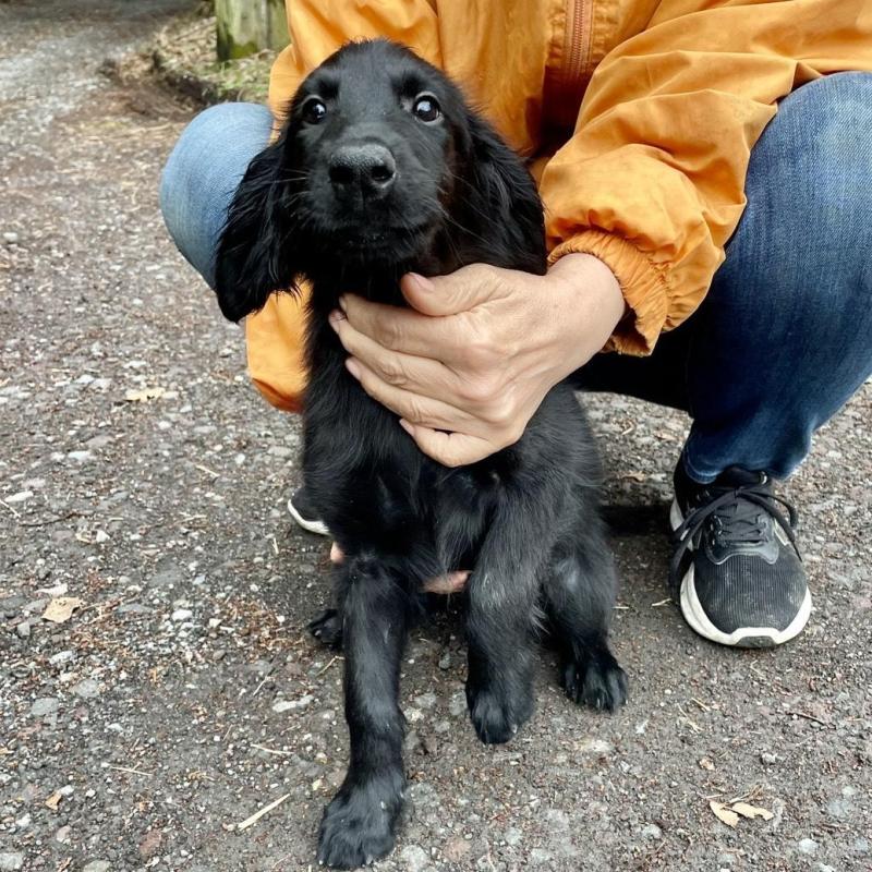 販売中の静岡県のフラットコーテッドレトリーバー-454383の6枚目