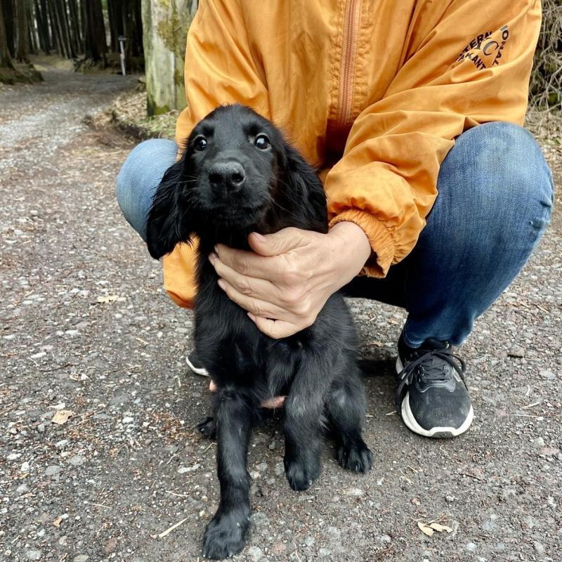 販売中の静岡県のフラットコーテッドレトリーバー-454383の4枚目