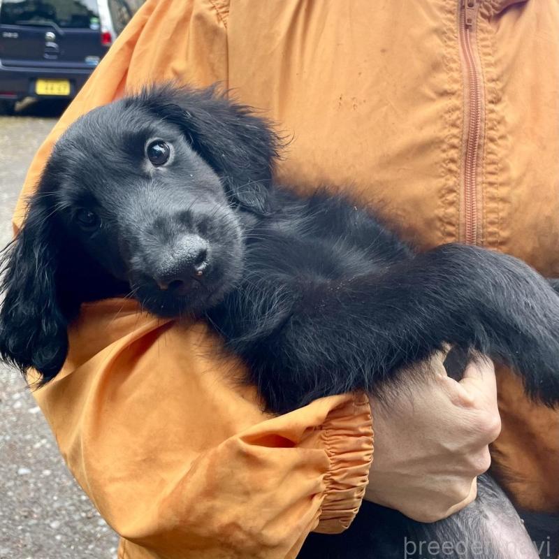 販売中の静岡県のフラットコーテッドレトリーバー-454383の3枚目