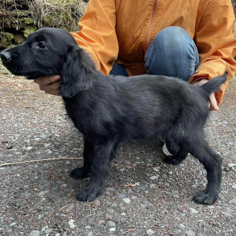 販売中の静岡県のフラットコーテッドレトリーバー-454384の6枚目