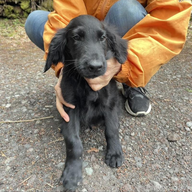 販売中の静岡県のフラットコーテッドレトリーバー-454384の5枚目