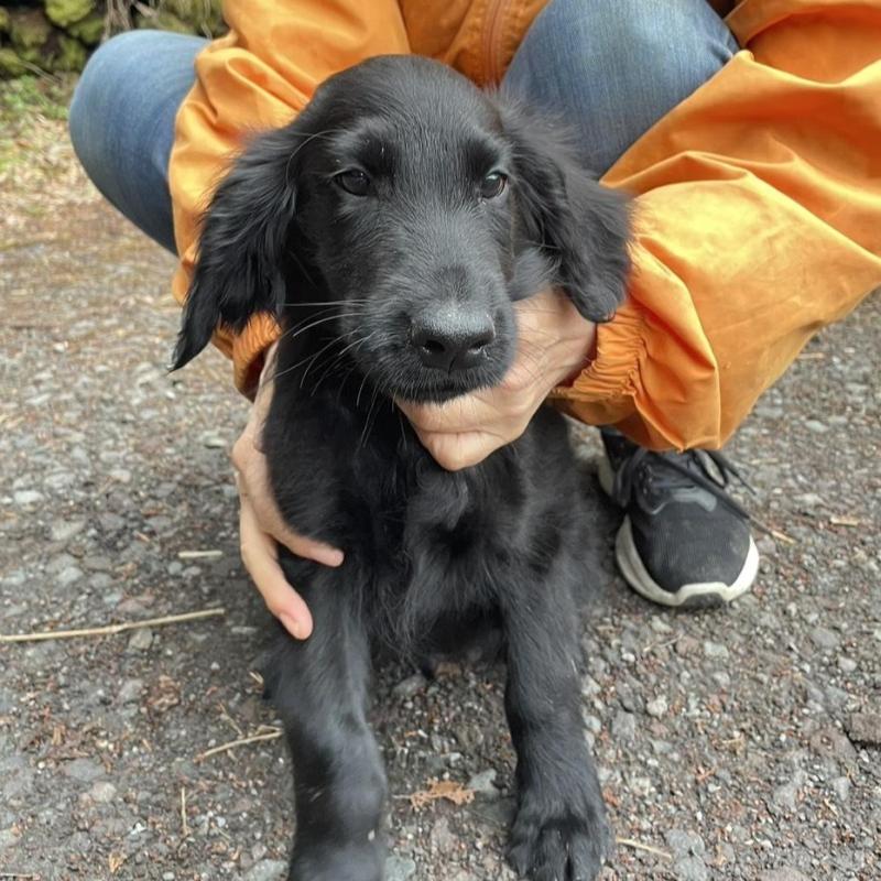 販売中の静岡県のフラットコーテッドレトリーバー-454384の4枚目