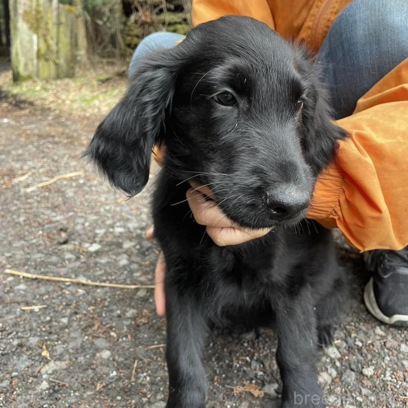 販売中の静岡県のフラットコーテッドレトリーバー-454384の3枚目