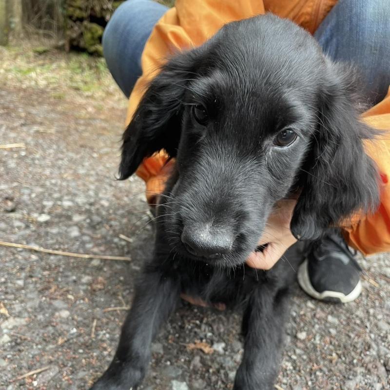 販売中の静岡県のフラットコーテッドレトリーバー-454384の2枚目