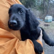 ♀︎フラットコーテッドレトリーバー