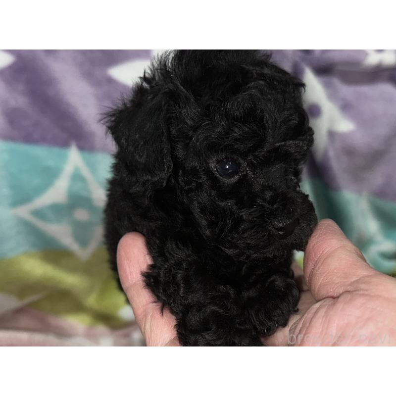 販売中の福岡県のタイニープードル-454387の7枚目