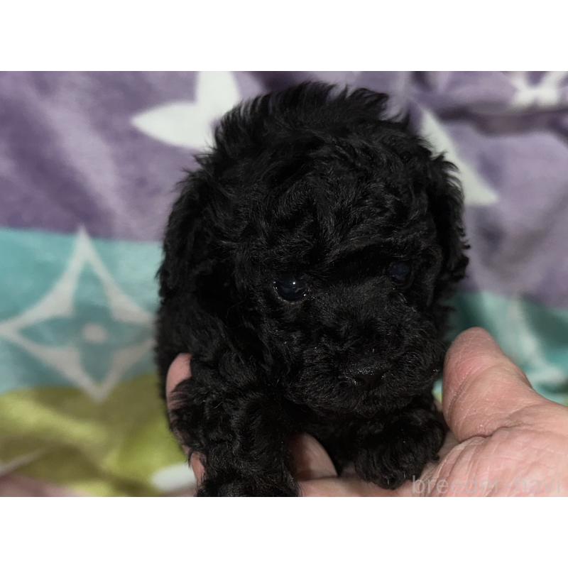 販売中の福岡県のタイニープードル-454387の6枚目