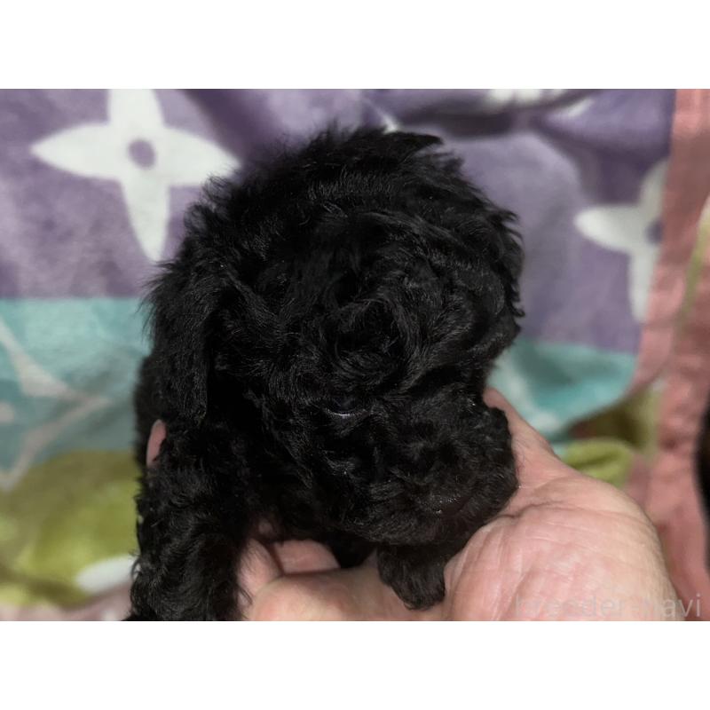 販売中の福岡県のタイニープードル-454387の5枚目