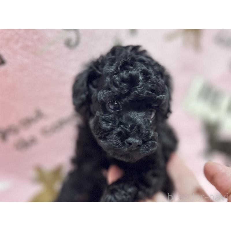 販売中の福岡県のタイニープードル-454387の4枚目