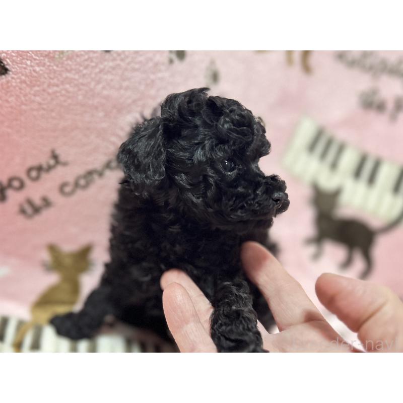 販売中の福岡県のタイニープードル-454387の3枚目