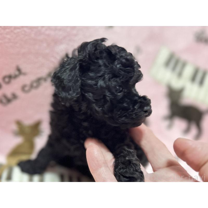 販売中の福岡県のタイニープードル-454387の2枚目