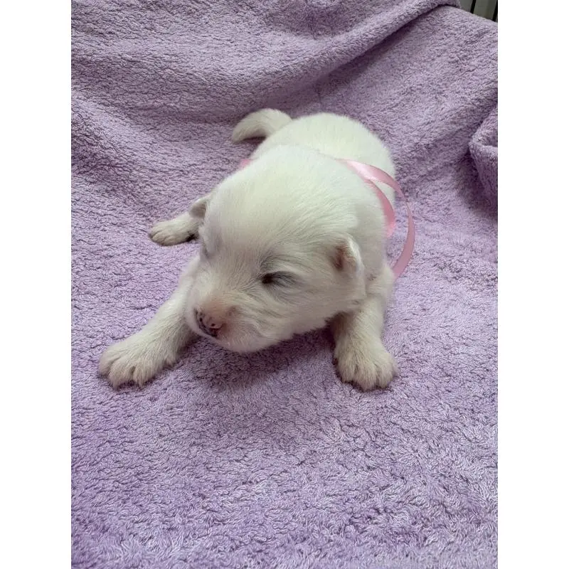 販売中の北海道のサモエド-454385の4枚目